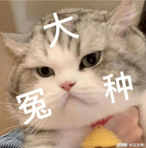 娱乐吃瓜酱布丁是只喵,揭秘网红喵星人的魅力人生