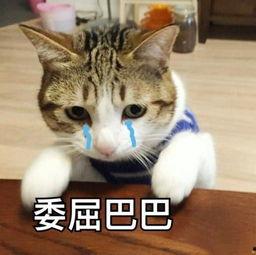 娱乐吃瓜酱布丁是只喵,揭秘网红喵星人的魅力人生