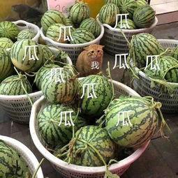 娱乐的吃瓜,揭秘明星幕后故事